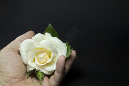 黑背景男子手上的一朵白玫瑰图片