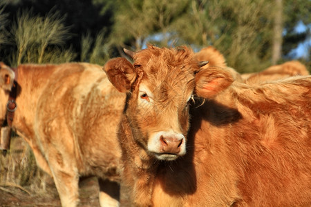 牧牛的野地上有群巴斯克人图片