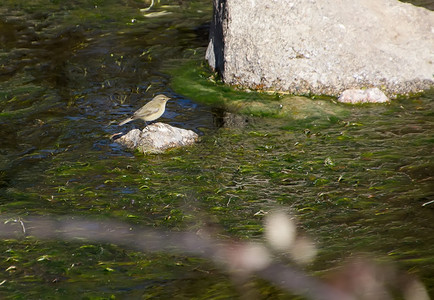 河流岩石上的小鸟图片