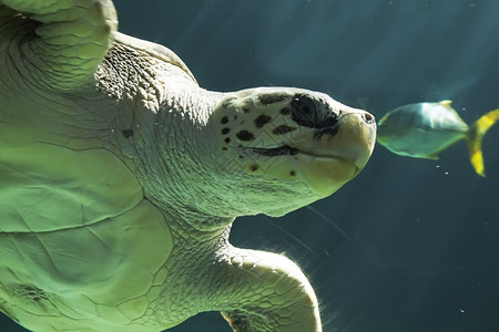 美丽的海龟游泳图片