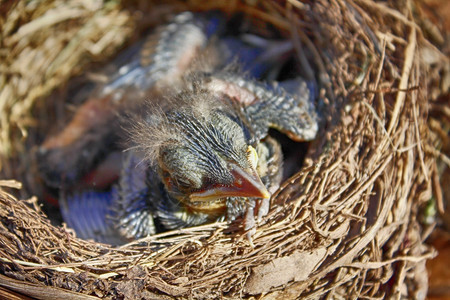 小黑鸟只好把蛋留在巢里图片