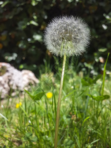 花园里的菜籽图片