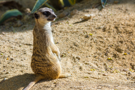 Meerkat苏里卡塔辛皮图片