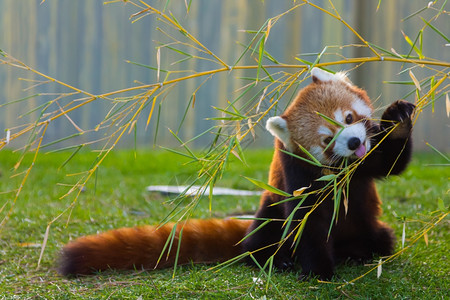 竹子叶红熊猫或小熊猫大熊猫背景