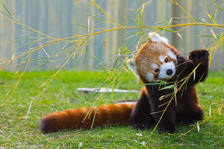 竹子叶红熊猫或小熊猫大熊猫背景