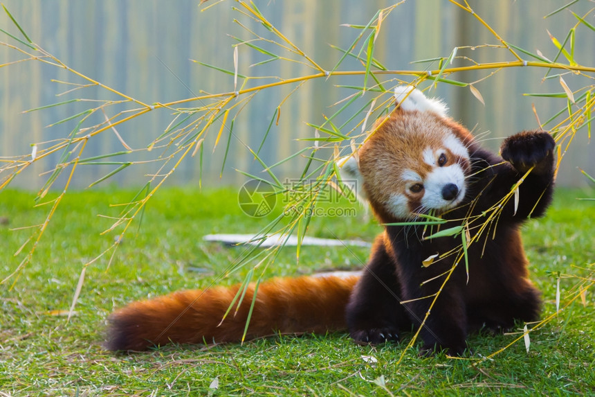 红熊猫或小熊猫大熊猫图片