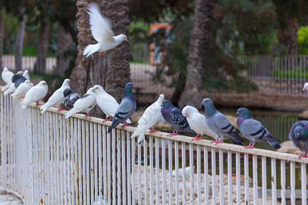 白鸽子和在公园的栏杆上背景图片
