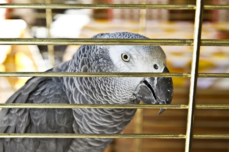 笼子里的鹦鹉图片