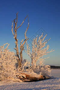 在阳光明媚的白天冬季风景和冻树木图片