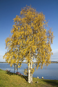 蓝色湖边美丽的秋树图片