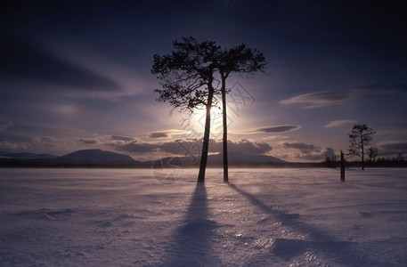 冬天寒冷的土地上几棵高的树图片
