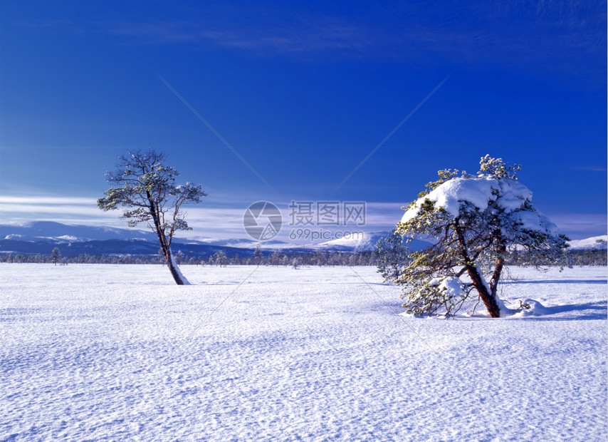 美丽的冬季风景有雪树和蓝天空