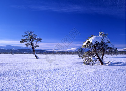 蓝色天空的白地上雪树图片