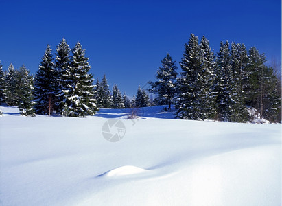美丽的冬季风景阳光明媚的森林有雪树和蓝天空图片