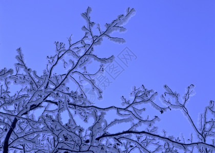 白雪树紧闭蓝色的后背猎犬图片