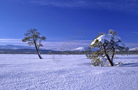 冬树和蓝天空图片