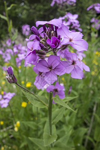 紫花在田里紧贴图片