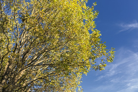 黄树和蓝天空图片