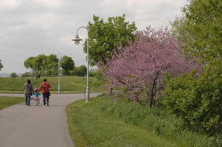 春天在汉密尔顿安大略的一座好公园家人走在路上图片