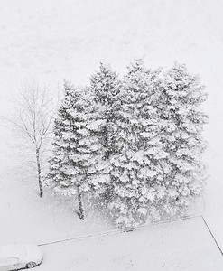 五棵松树在大雪中下沉从上面拍摄的照片图片