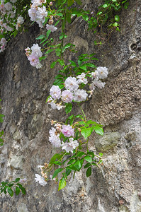 野玫瑰野生玫瑰花又名针状蔷薇或多刺野生玫瑰或多刺玫瑰或刚毛玫瑰或北极玫瑰或犬蔷薇背景图片