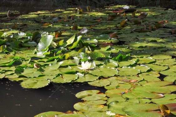 LilyNymphaeceae鲜花漂浮在一个水池中图片