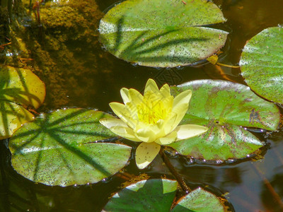 LilyNymphaeceae鲜花漂浮在一个水池中图片