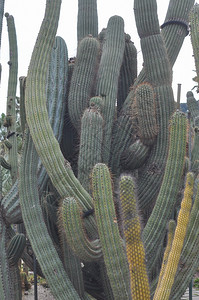 仙人掌属植物仙人掌科多刺多汁植物背景图片