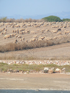 撒丁岛的羊意大利撒丁岛MariErmi的羊图片