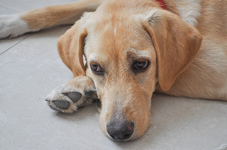 拉布拉多犬拉布拉多猎犬又名拉布拉多或拉布拉多图片