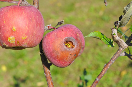 黄蜂昆虫甲动物食用苹果图片