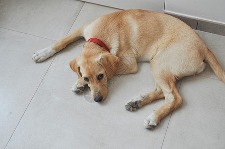 拉布拉多犬拉布拉多猎犬又名拉布拉多或拉布拉多图片