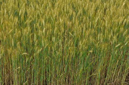 小麦玉米背景小麦玉米背景图片