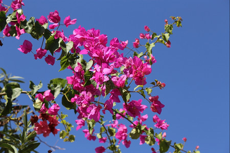 蓝色天空背景的花朵图片