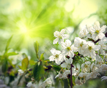有着美丽的白花春树枝图片
