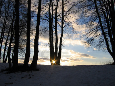 冬季风景夜晚天空背有树木和太阳图片
