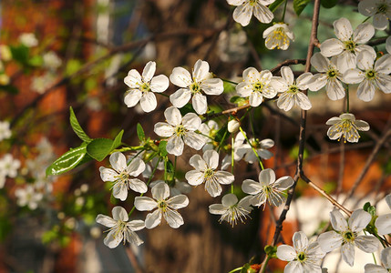 果树的枝叶有美丽白花图片