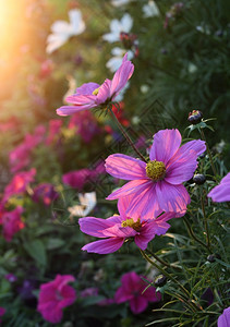 美丽的自然背景粉色的宇宙阳光明媚的花朵图片