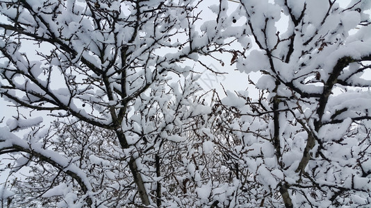 冬季树枝上覆有雪图片