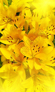 美丽阳光明媚的黄色百合明亮背景图片