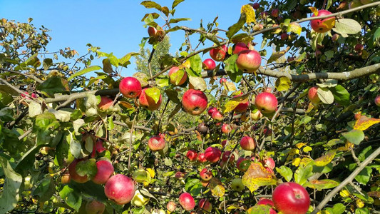 在阳光明媚的日子里红水果成熟的苹树枝图片