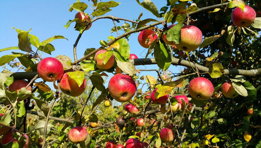 苹果树的枝红苹果成熟与蓝天对立背景图片