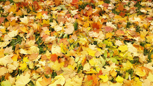 山草和绿落叶的明秋背景图片