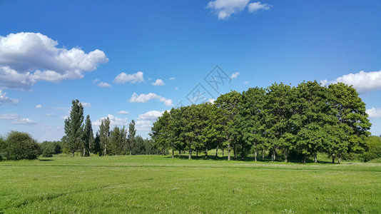 美丽的夏月风景有树木明蓝天空有白云图片