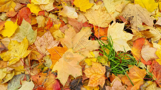 山草和绿落叶的明亮多彩秋天背景图片