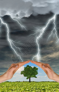 两只手保护一棵绿树抵御雷暴图片
