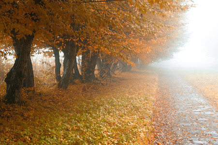大雾公园的巷道秋天雨图片