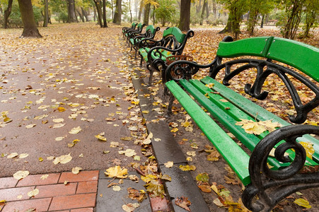 秋天公园雨Lvov公园图片