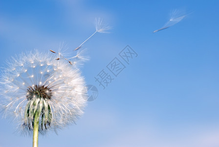 丹德尔翁蓝天背景的春花图片