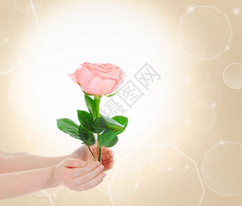 美丽的粉红玫瑰花画面图片